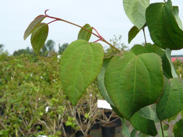 Cercidyphyllum japonicum - Klik op de afbeelding om het venster te sluiten